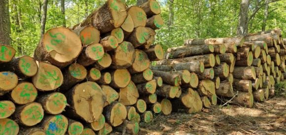 Premium Timber Supply